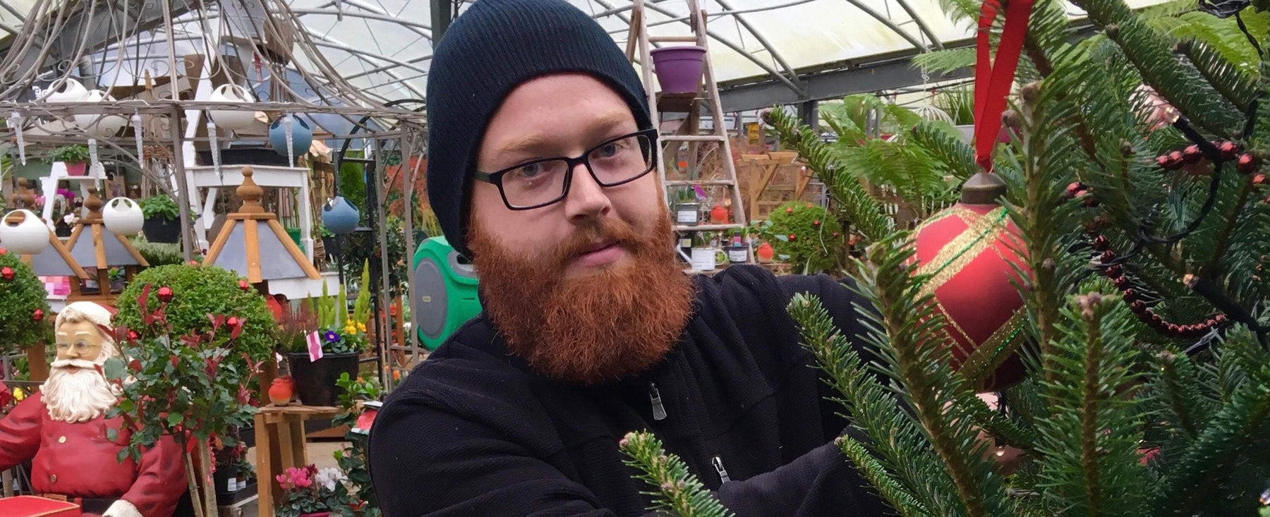 Shopping for real Christmas trees