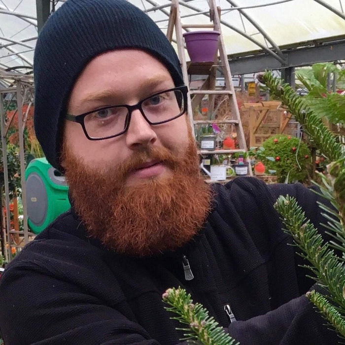 Shopping for real Christmas trees
