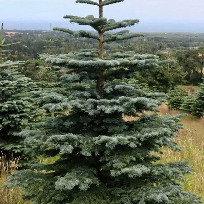 Irish Grown Fresh Cut Noble Fir Christmas Trees