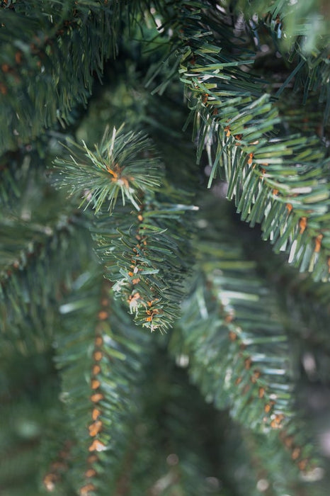 Bosk Woodland Pencil Slim Spruce 7ftTree