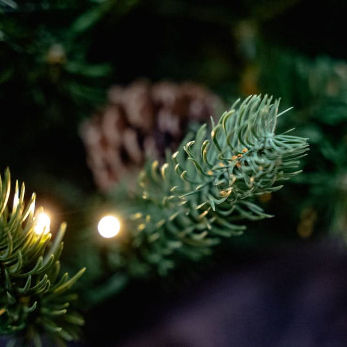 HAZELNUT PINE Porch Prelit Tree 4ft with 100 lights