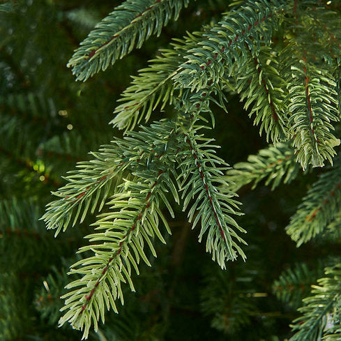 Bosk Royal Fir Artificial Christmas Tree – 6.5ft or 7.5ft (Pre-lit & Unlit Options)