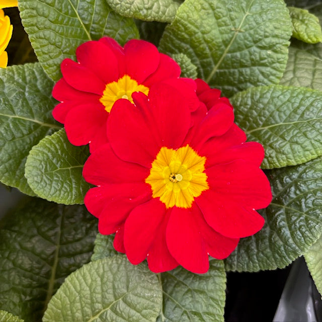 Primrose Primula 6 x Bright Mix Flowering Bedding Plants