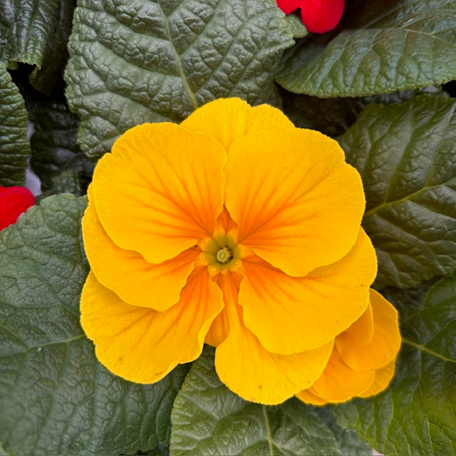 Primrose Primula 6 x Bright Mix Flowering Bedding Plants