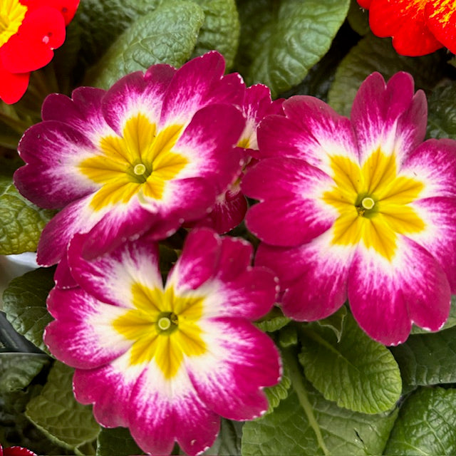 Primrose Primula 6 x Bright Mix Flowering Bedding Plants