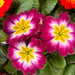 Primrose Primula 6 x Bright Mix Flowering Bedding Plants