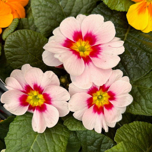 Primrose Primula 6 x Bright Mix Flowering Bedding Plants