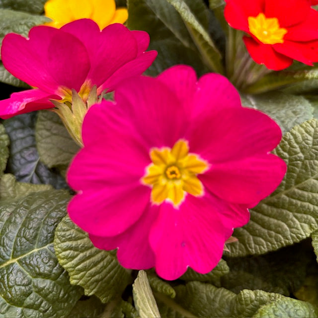 Primrose Primula 6 x Bright Mix Flowering Bedding Plants