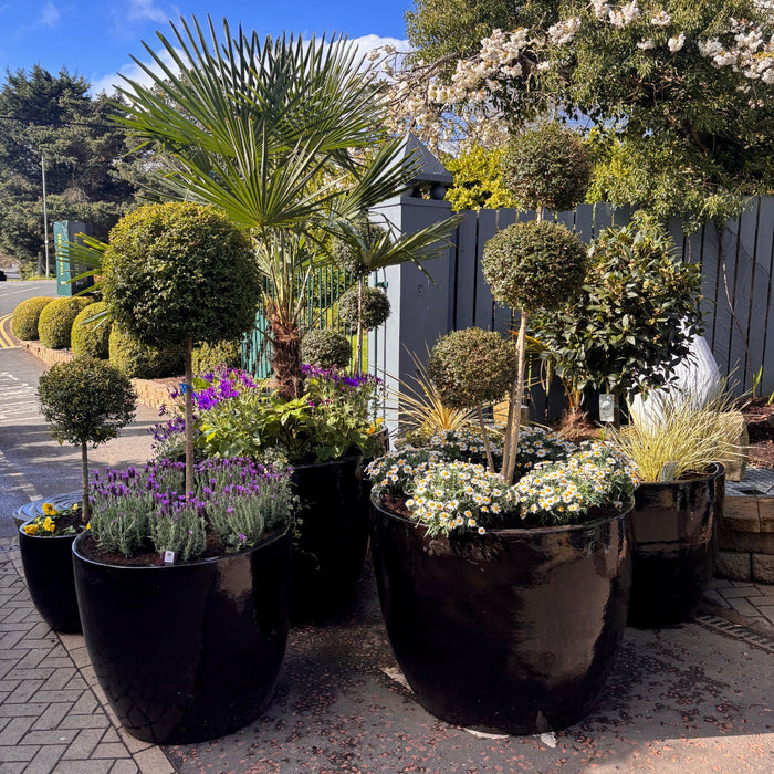 Hercules Glazed Garden Planters L, XL and XXL in BLACK