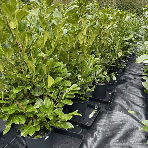 Premium Grade Cherry Laurel (130-150cm tall)