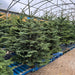 Irish Grown Fresh Cut Noble Fir Christmas Trees  Mid Ulster Maghera N. Ireland