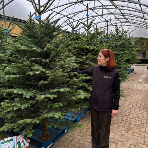 Irish Grown Fresh Cut Noble Fir Christmas Trees  Mid Ulster Maghera N. Ireland