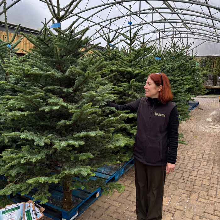 Irish Grown Fresh Cut Noble Fir Christmas Trees  Mid Ulster Maghera N. Ireland