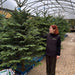 Irish Grown Fresh Cut Noble Fir Christmas Trees  Mid Ulster Maghera N. Ireland