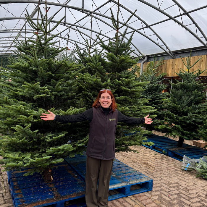 Irish Grown Fresh Cut Noble Fir Christmas Trees
