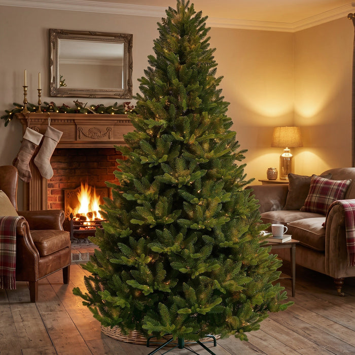 BOSK MONTPELLIER FIR - 8.5ft Christmas Tree