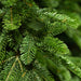 Kaemingk Artificial Christmas Trees Kaemingk Everlands Alpine Fir Tree 180cm / 6ft