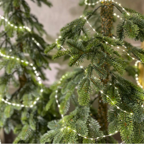Everlands Alpine Fir Duo of Trees (6ft, 7ft)