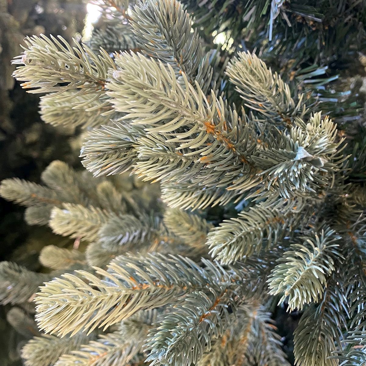 Everlands Geneva Fir Christmas Tree 210cm / 7ft