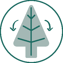 Everlands Grandis Fir Christmas Tree 360cm / 12ft