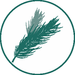 Everlands Grandis Fir Christmas Tree 360cm / 12ft