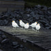 Konst Smide Christmas lighting Konstsmide Christmas LED Acrylic Birds