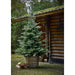 Kaemingk Artificial Christmas Trees Kaemingk Everlands Grandis Fir Christmas Tree 210cm / 7ft