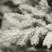 Kaemingk Everlands Grandis Fir Frosted Christmas Tree 7ft / 210cm Branch Detail