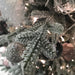 Kaemingk Artificial Christmas Trees Kaemingk Everlands Snowy Norway Spruce Christmas Tree (green/white) 210cm / 7ft