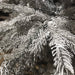 Kaemingk Artificial Christmas Trees Kaemingk Everlands Frosted Grandis Fir Christmas Tree 10ft / 300cm